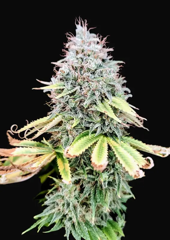 Apple OG