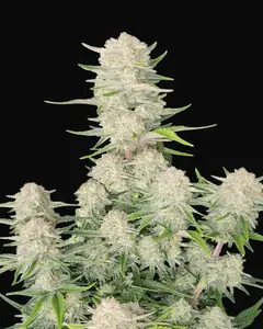 Apricot Auto