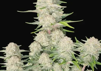 Apricot Auto