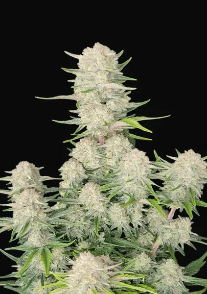 Apricot Auto