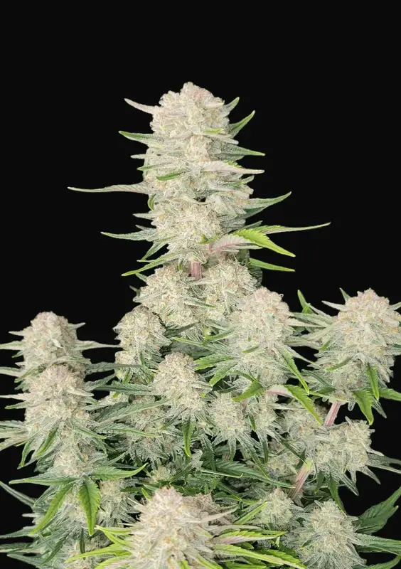 Apricot Auto