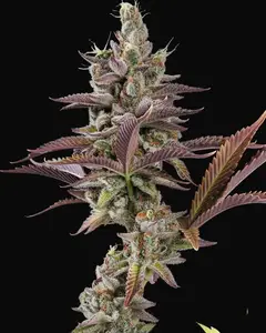 Apricot Candy