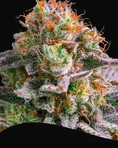 Apricot Oreoz