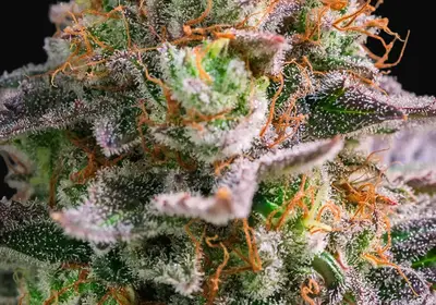 Apricot Oreoz