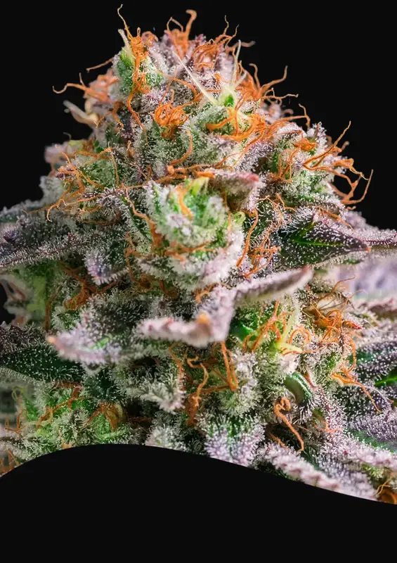 Apricot Oreoz