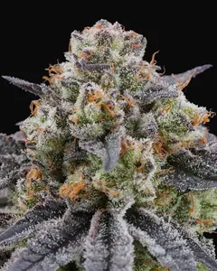Arctic Cherries