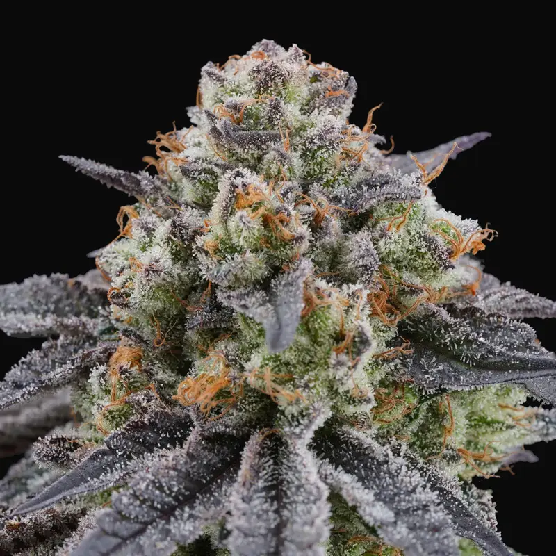 Arctic Cherries