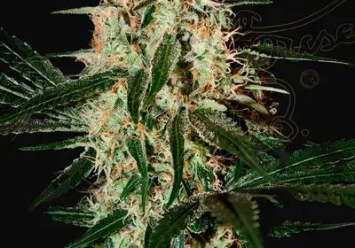 Arjan's Haze 3