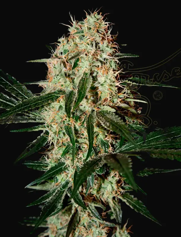Arjan's Haze 3