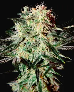 Arjan’s Strawberry Haze
