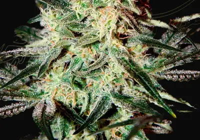 Arjan’s Strawberry Haze