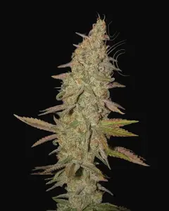 Arjan's Ultra Haze 1
