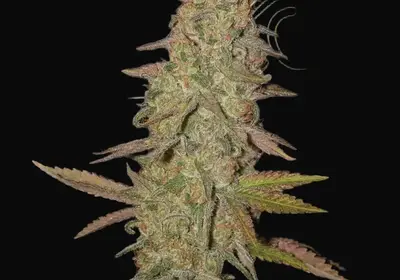 Arjan's Ultra Haze 1