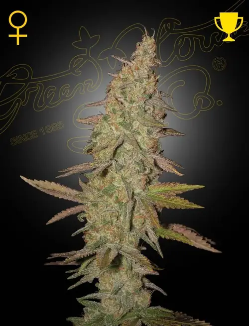 Arjan's Ultra Haze 1