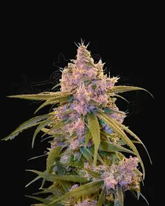 Arjan's Ultra Haze 2