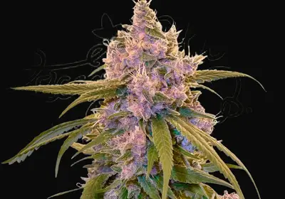 Arjan's Ultra Haze 2