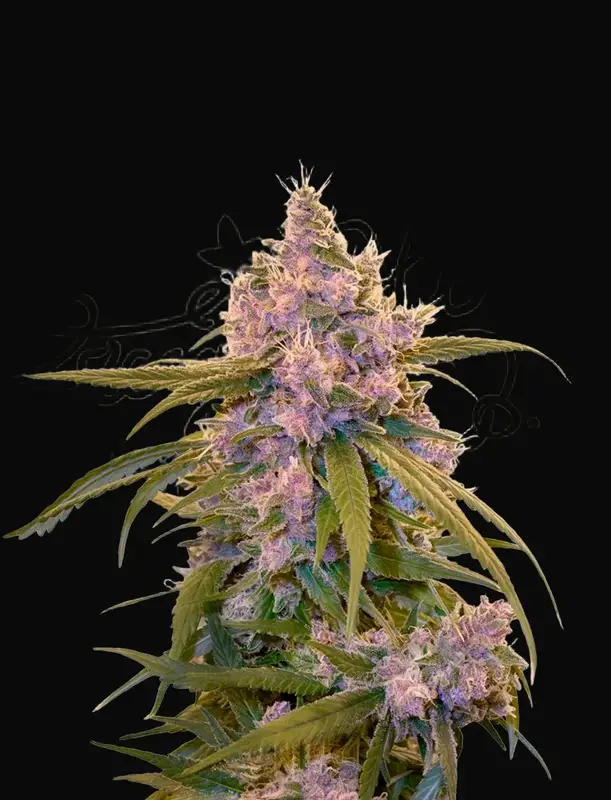 Arjan's Ultra Haze 2