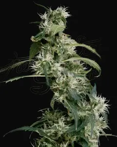 Arjan's Ultra Haze 2 (Mango haze)
