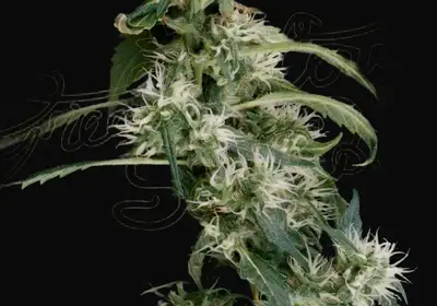 Arjan's Ultra Haze 2 (Mango haze)