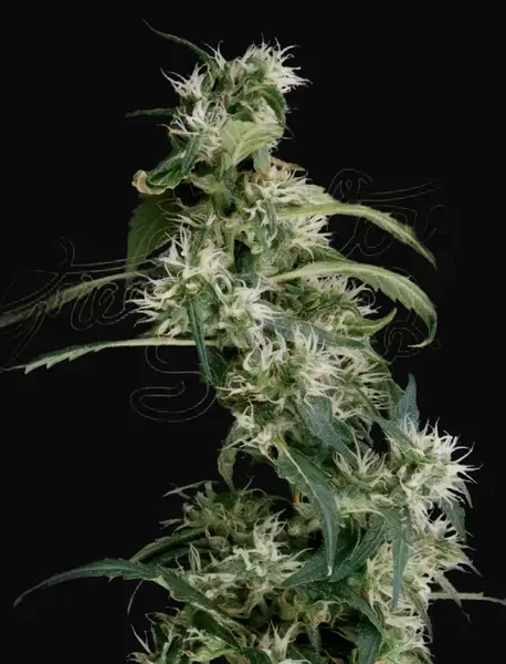 Arjan's Ultra Haze 2 (Mango haze)