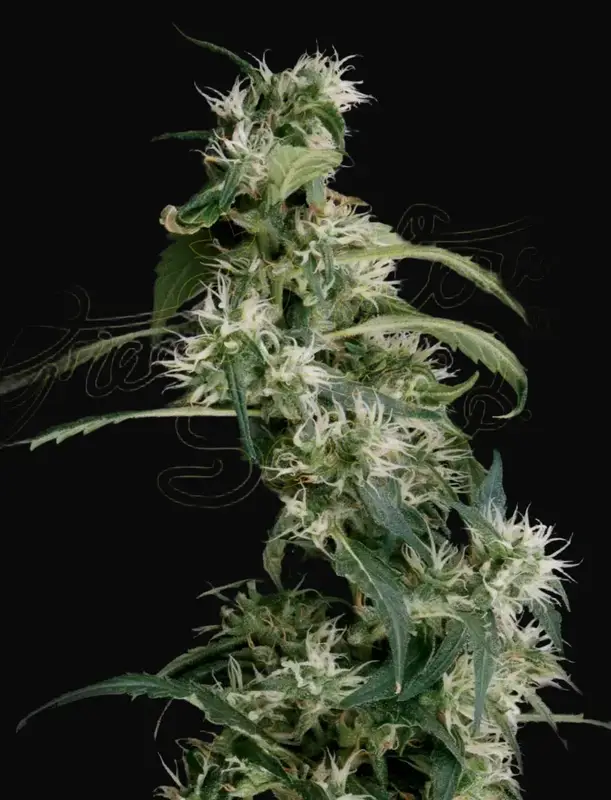Arjan's Ultra Haze 2 (Mango haze)