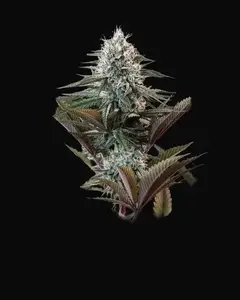 Astro Lemonade F1