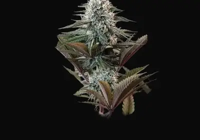 Astro Lemonade F1