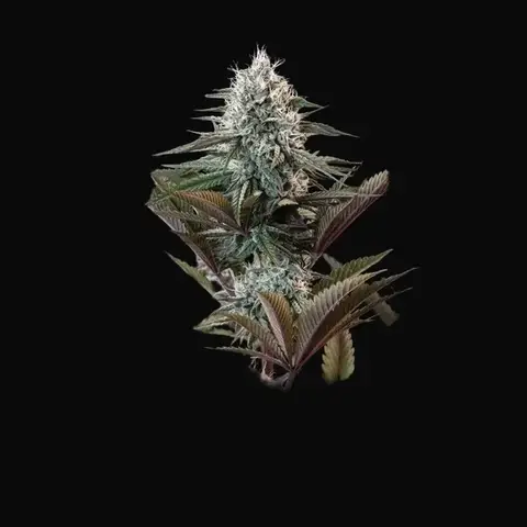Astro Lemonade F1