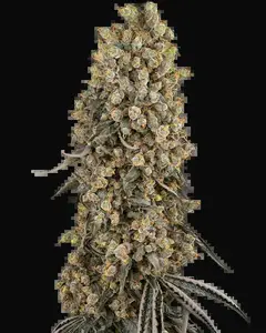 Atomic Blue Dream
