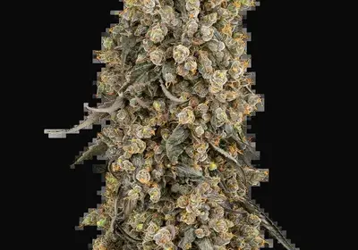 Atomic Blue Dream