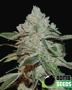 Atomic