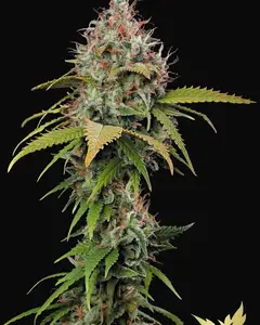 Atomical Haze