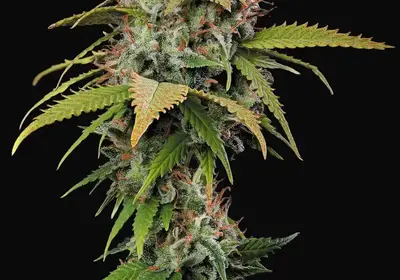 Atomical Haze
