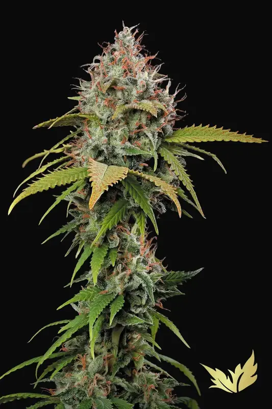 Atomical Haze