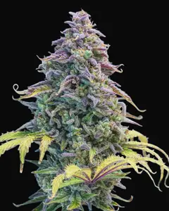 Aunt Ginny's Elixir CBD Auto