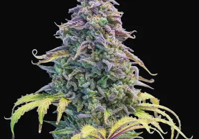 Aunt Ginny's Elixir CBD Auto