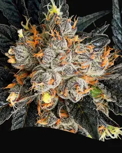 Aura