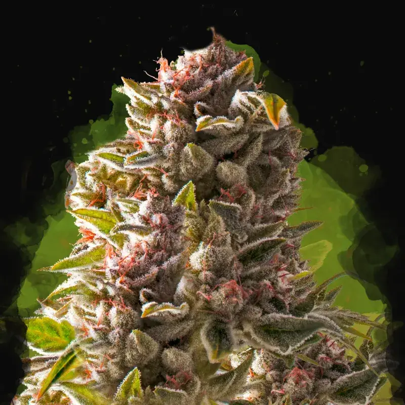 Aurora Indica Auto