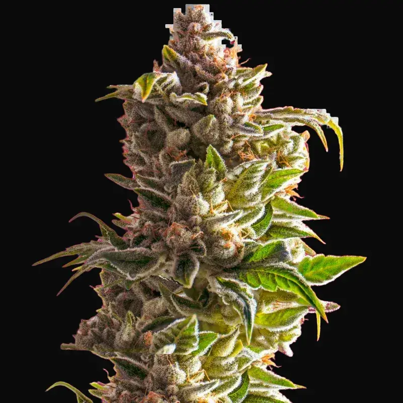 Aurora Indica