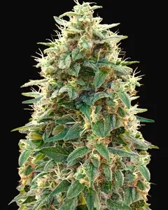 Auto 00 Cheese