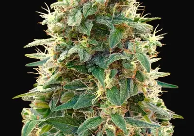 Auto 00 Cheese