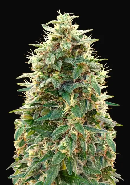 Auto 00 Cheese