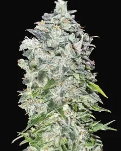 Auto 00 Kush