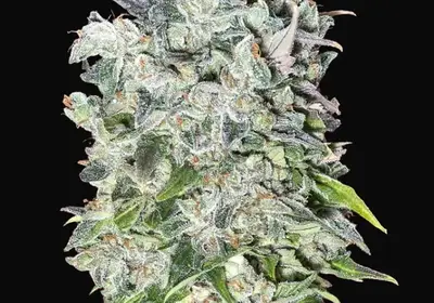 Auto 00 Kush