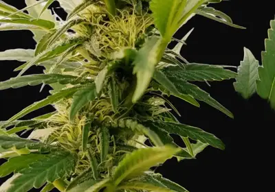 Auto #1