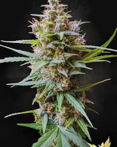 Auto Acid