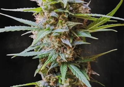 Auto Acid