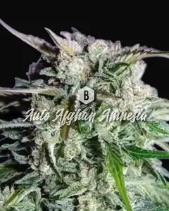 Auto Afghan Amnesia
