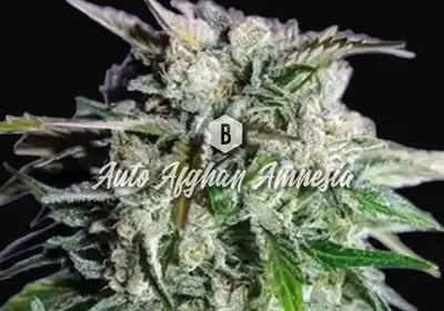 Auto Afghan Amnesia