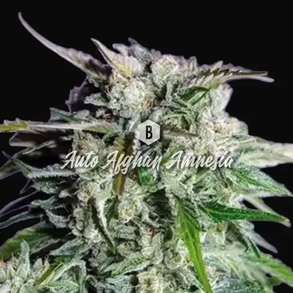 Auto Afghan Amnesia